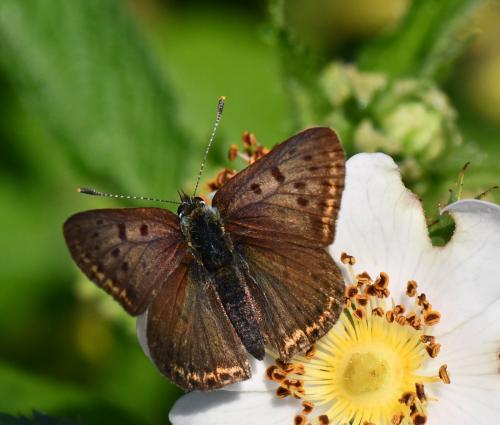 Lycaena tityrus